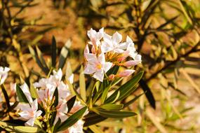 photo of White Flowers in Garden