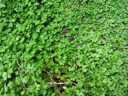 Close-up of the beautiful plants with green leaves of different shades