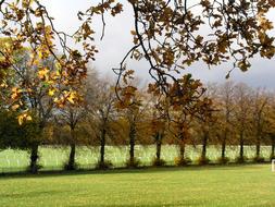 rural Landscape, Trees in Row near field