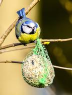 Blue Tit Bird with Fat balls