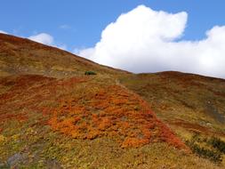 orange grass on the rock