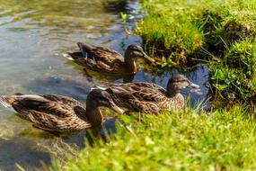 Duck Animal Lake
