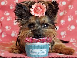 Yorkshire Terrier Dog Cute