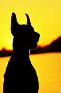 Doberman Silhouette FejkÃ©p