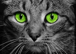 Cat Green Eyes Cat&#39;S