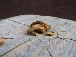 broken nut on a stump