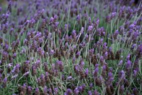 Close-up of the beautiful, purple and green lavender plants with flowers
