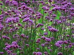 Floral Background Flowers