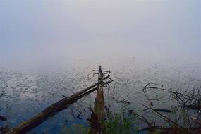 lake in the fog
