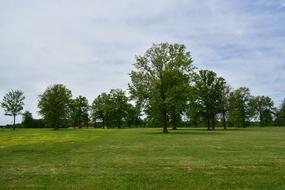 green field with beautiful trees