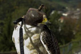 the eagle is tame in a mask