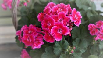 Floral Flower