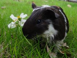 Guinea Pig Pets Animal