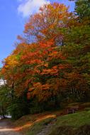 Autumn Mood Tree Golden