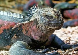 colorful iguana in Ecuador