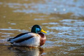 Duck Water Pond