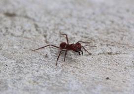 Ant Insect Close Up Red