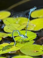 Azure Bridesmaid Dragonfly Insect