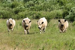 landscape of Galloway Livestock Mammal