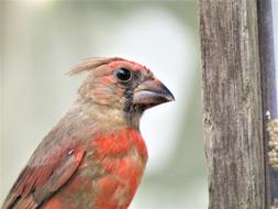 Bird Up Close