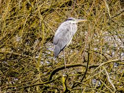 Heron Grey Bird
