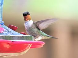 Bird Hummingbird Yellow-Gold
