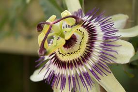 Passionflower Stamens Petals