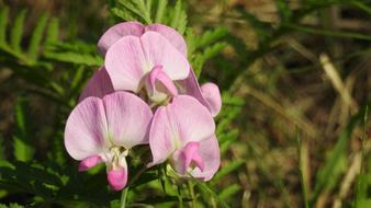 pink flowers in the field
