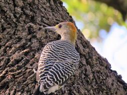 Bird Woodpecker Wildlife