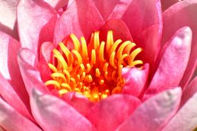 water pink lily is beautiful