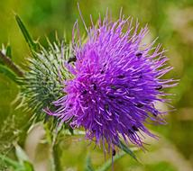 Thistle Flower Small Beetle Insect