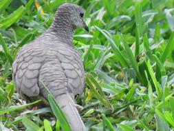 Bird Silver Dove