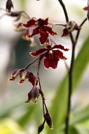 Dried flowers on a branch