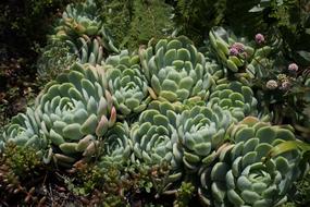 Cactus University City