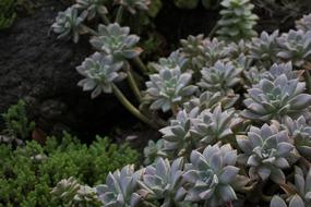 Beautiful, green cactus and other plants in the garden in Mexico