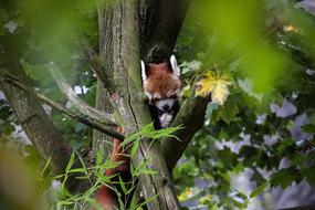 Panda Animal Nature