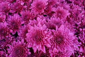 Close-up of the beautiful, purple and pink chrysanthemum flowers in pattern