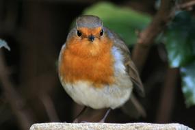 Bird Robin Redbreast