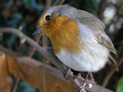 Bird Robin Redbreast