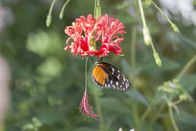 Butterfly Insect Wing