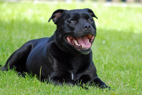 black staffordshire-bull-terrier on the lawn