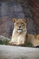 Lioness Big Cat Wildlife