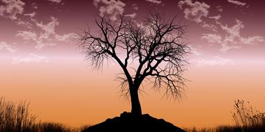 Tree Nature Landscape Old