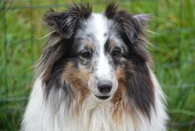 Dog Shetland Sheepdog Female Color