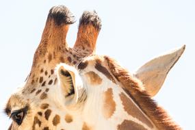 Giraffe Animal Zoo