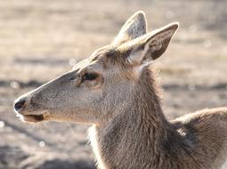 young hornless deer, nature