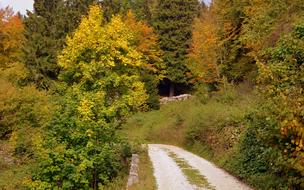 Trail Forest Autumn The European