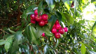 colored fruit on a tree