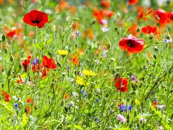 red poppies and yellow flowers on the field