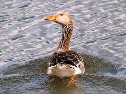 Greylag Goose Water Bird
